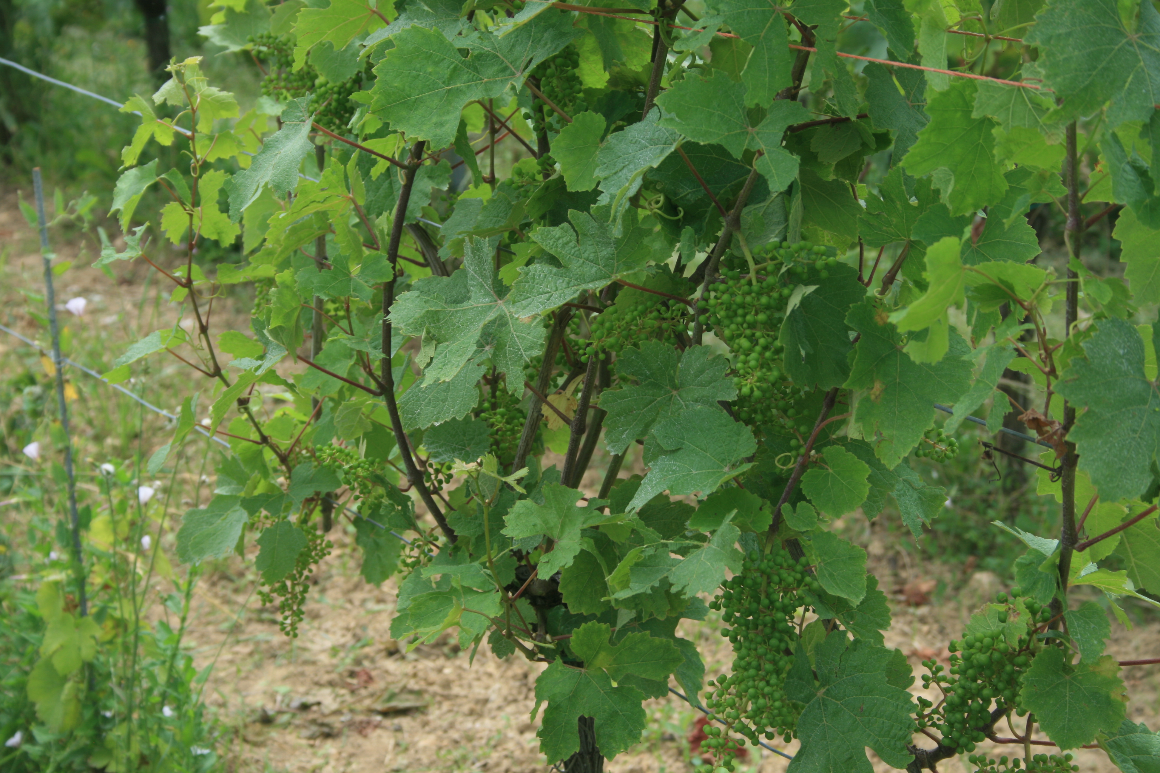 IMG_8538.JPG (3.50 MB)